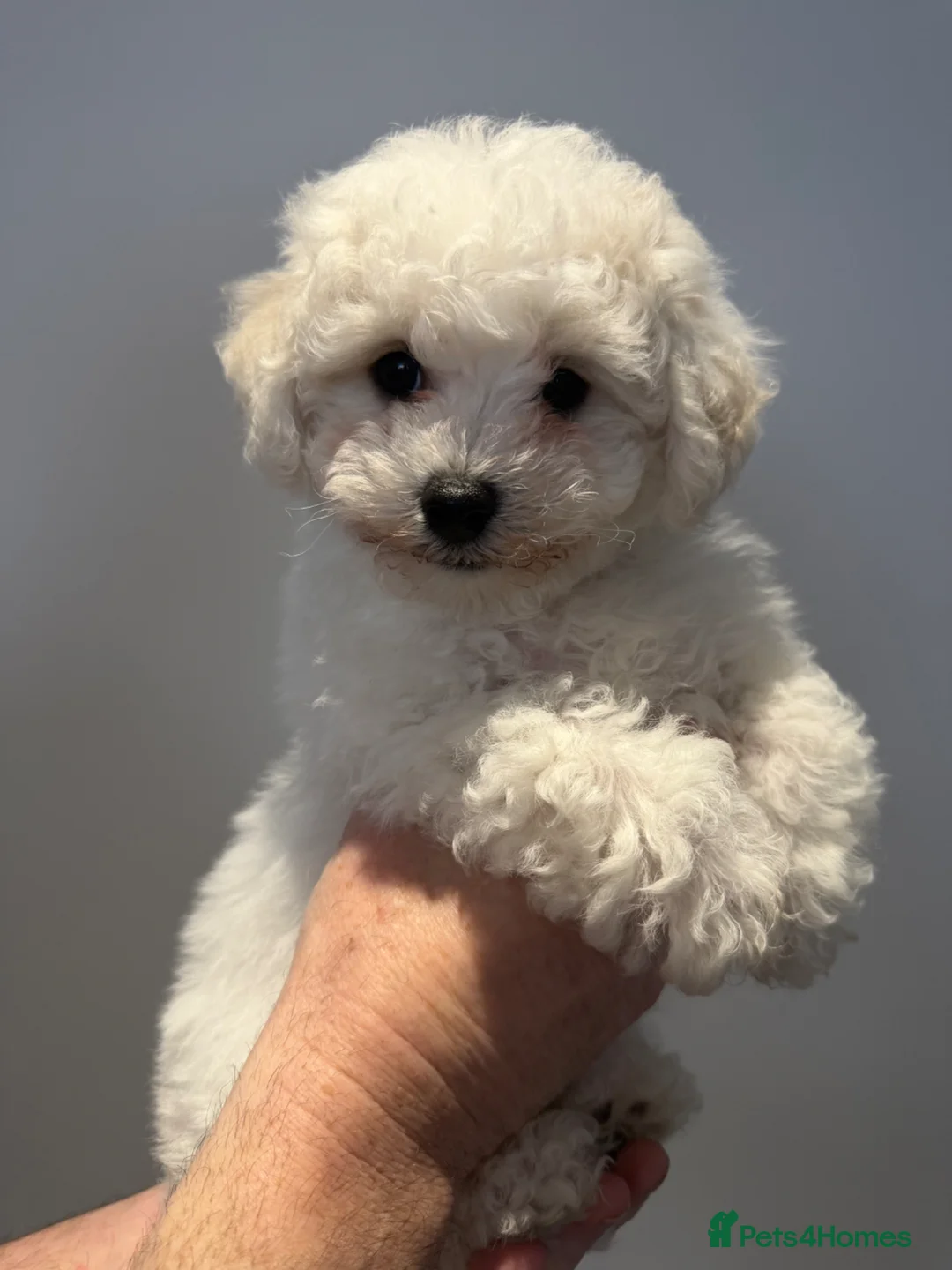 Bichon Frise dogs for sale: Exquisite KC Reg Bichon Frise Outstanding Pedigree - Advert 2