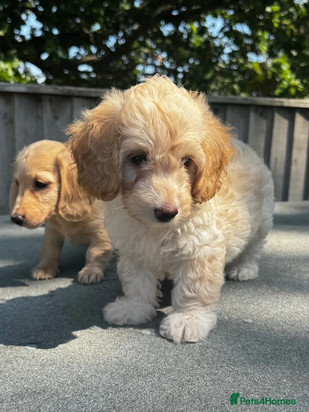 Toy Poodle dogs for stud: Toy poodle for stud brown/white PRA clear - Advert 2