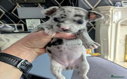 Chihuahua dogs for sale: Merle Chihuahua puppies  - Image 8