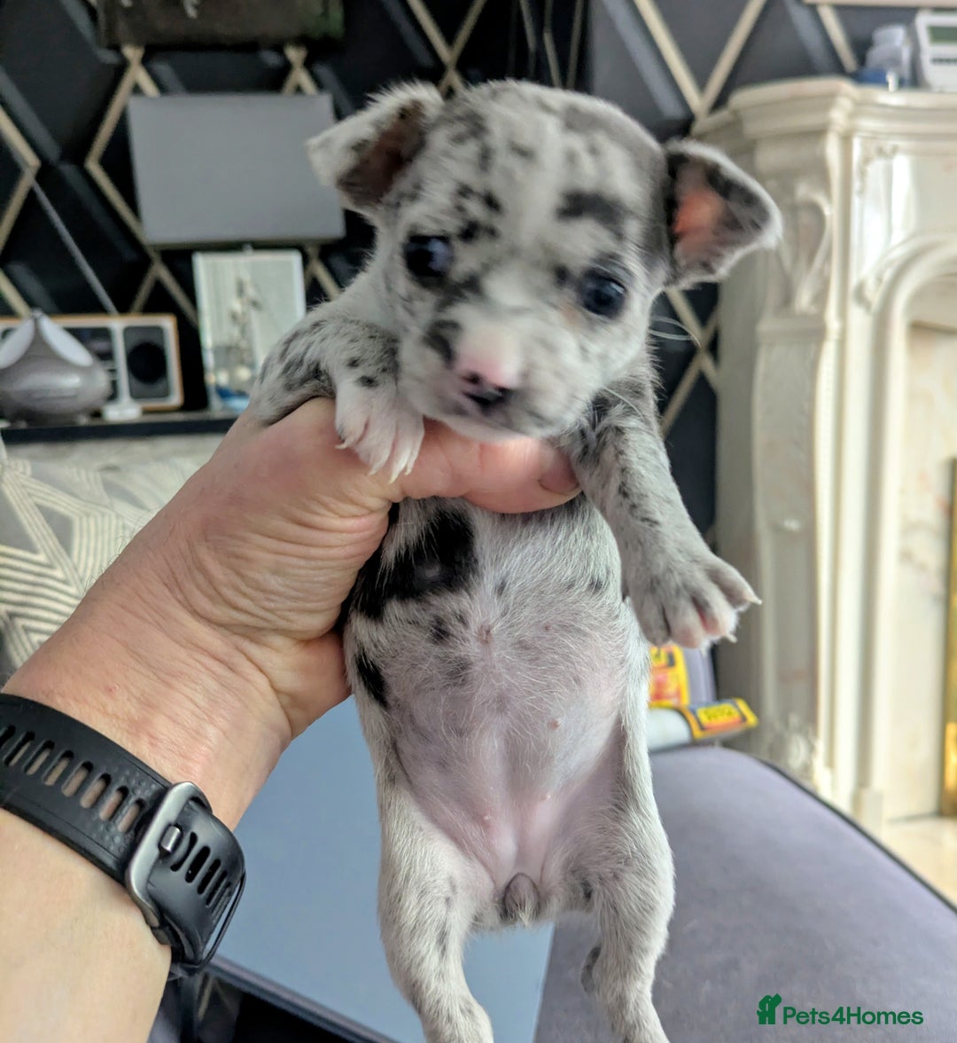 Chihuahua dogs for sale: Merle Chihuahua puppies  - Image 8