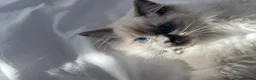 Ragdoll cats for sale: Blue color point pedigree breed ragdoll kitten  - Advert 10