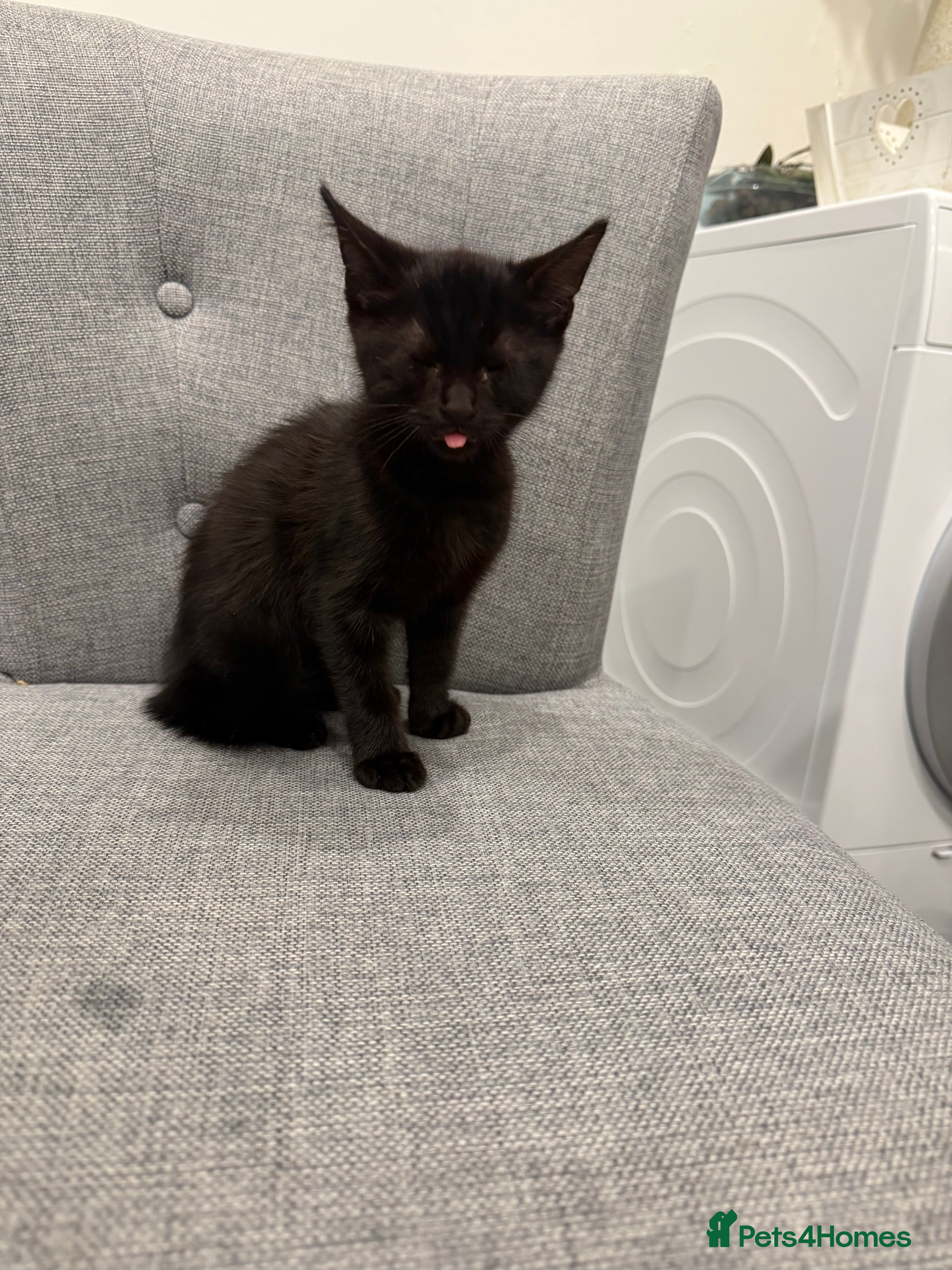 Mixed Breed cats Kittens are ready to go to new homes  - Advert 1