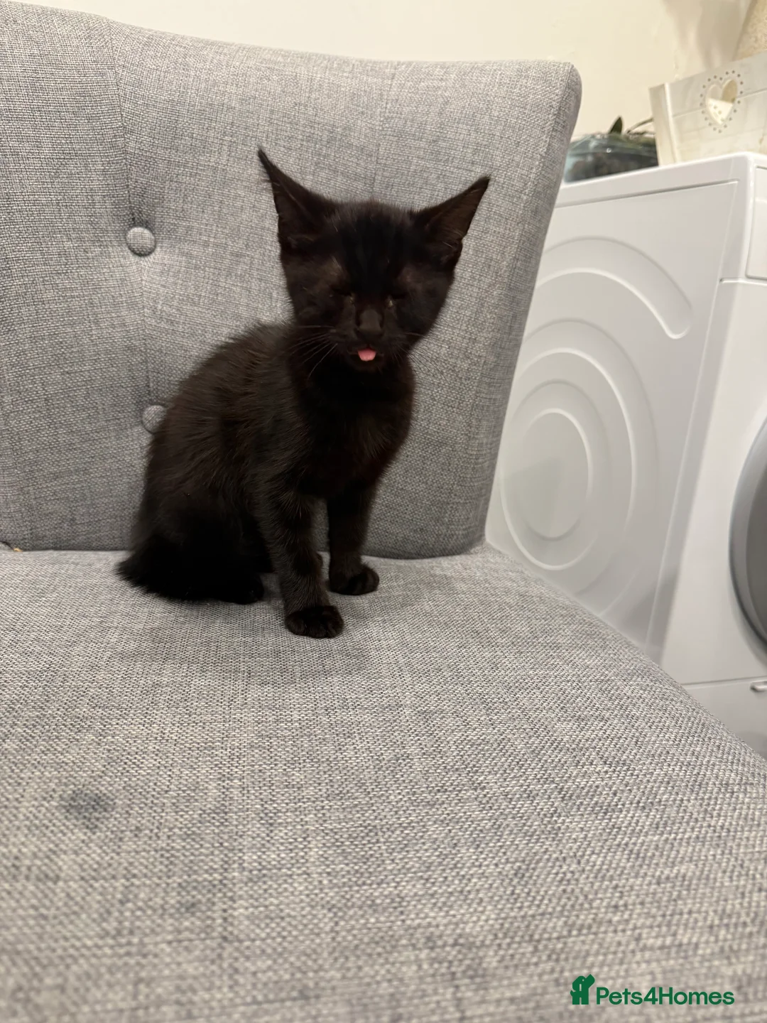 Mixed Breed cats for sale: Kittens are ready to go to new homes  - Advert 1