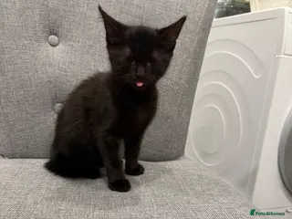 Mixed Breed cats Kittens are ready to go to new homes - Advert 1