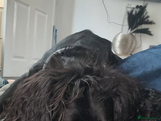 Cocker Spaniel dogs - Advert 1