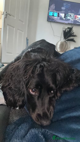 Cocker Spaniel dogs - Advert 1