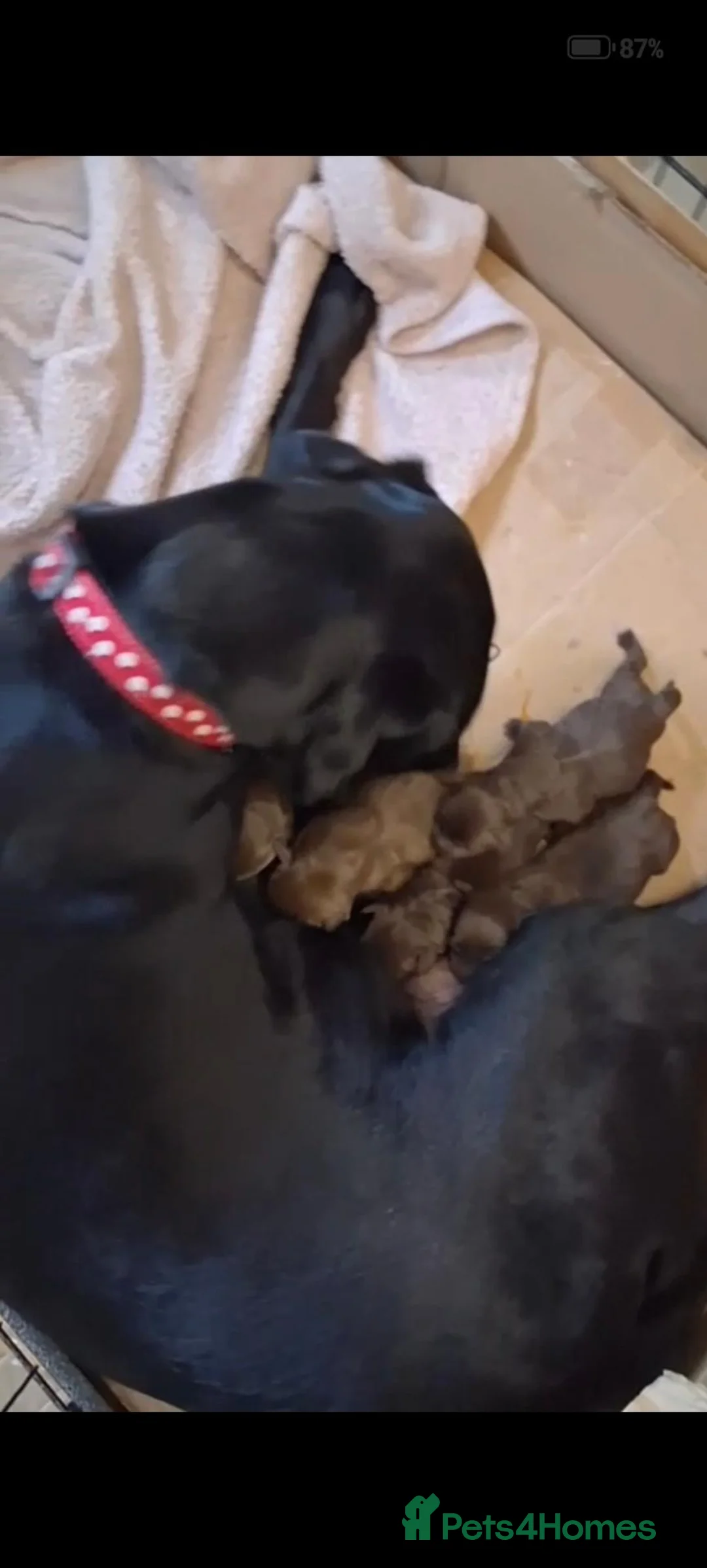 Labrador Retriever dogs for sale: Beautiful first litter of ten Labrador puppies  in Redcar - Advert 1