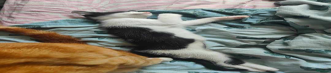 Mixed Breed Kitten 2