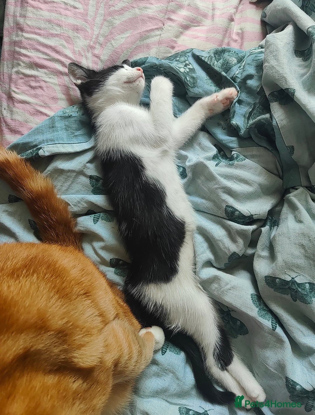 Mixed Breed cats for sale: Two kittens looking for a new home *please read ad - Image 2