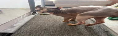 Sphynx Kitten 1