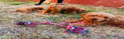 Cavapoo dogs for sale: Last 3 Beautiful F1b Cavapoo (Fox-Red) - Advert 8