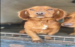 Cocker Spaniel dogs for sale: Cocker Spaniel Puppies - Image 3