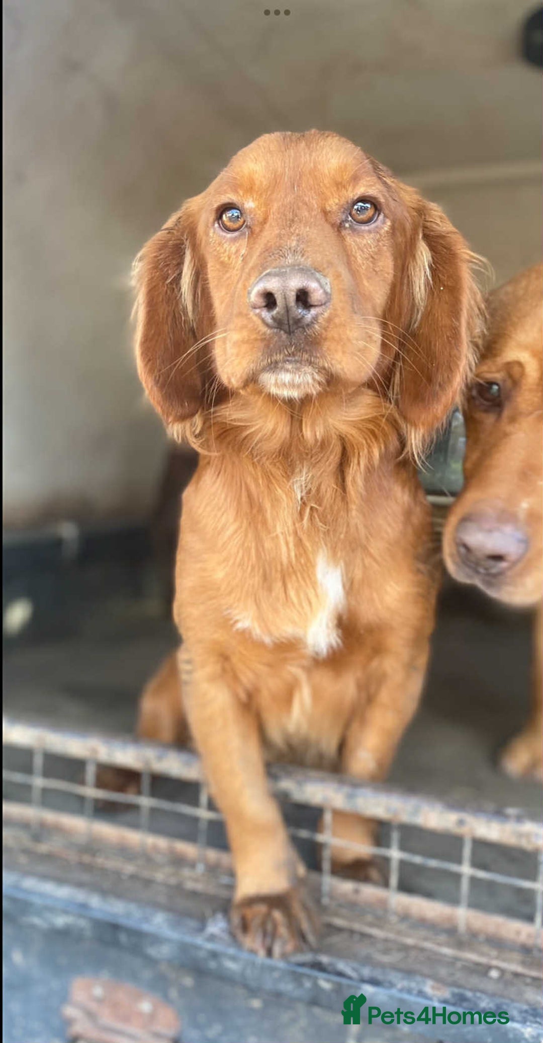 Cocker Spaniel dogs for sale: Cocker Spaniel Puppies - Image 3