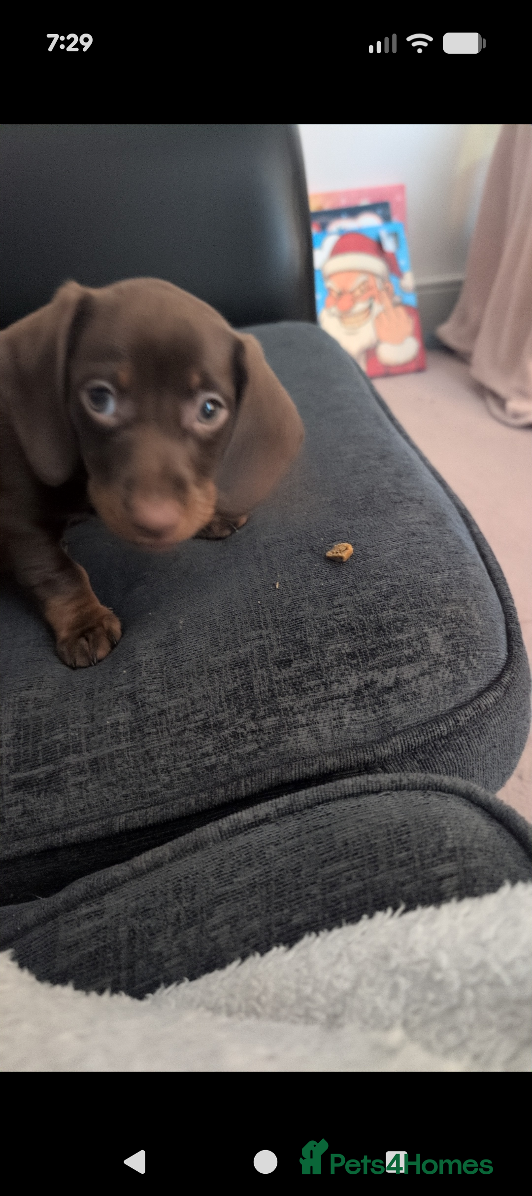 Dachshund dogs for sale: 9 weeks old minature dashund puppy - Advert 3