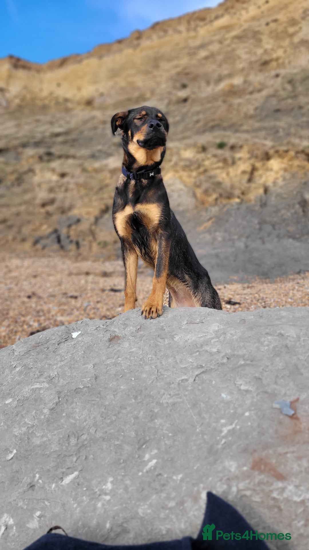 Mixed Breed dogs for sale: 9 mth old Female Rottweiler German Shepherd Cross - Advert 2