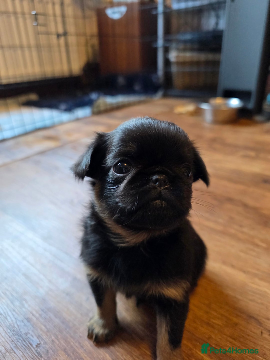 Griffon Bruxellois dogs for sale: KC Registered Rough Brussels Griffon  - Advert 4