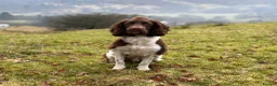 English Springer Spaniel dogs for stud: English Springer Spaniel. - Advert 9
