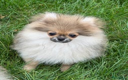 Pomeranian dogs for sale: Two tiny boys are looking for their home - Image 4