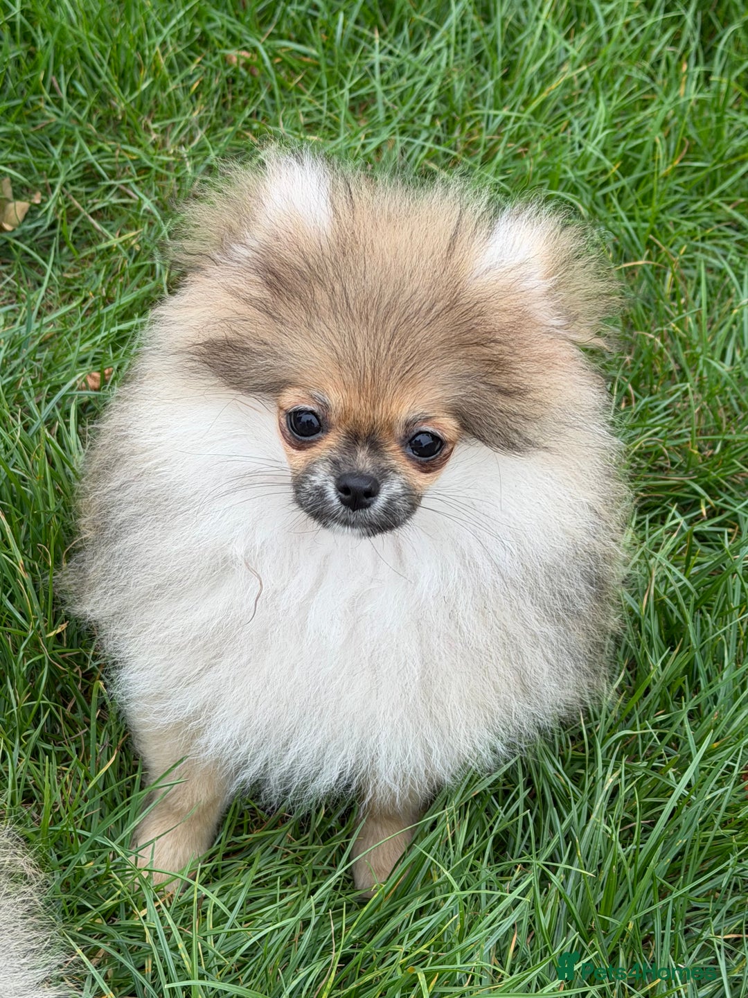 Pomeranian dogs for sale: Two tiny boys are looking for their home - Image 4