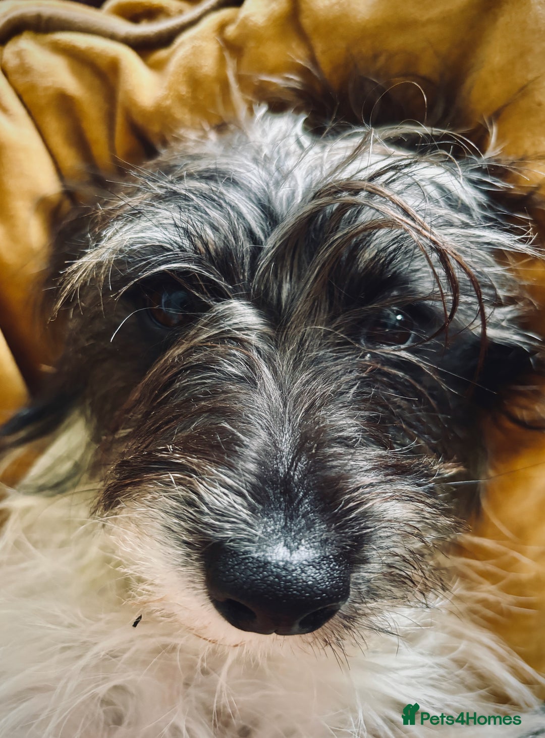 Mixed Breed dogs for sale: Daxijax/Jackshund/Dachshund/Jack - READY TO GO - Advert 10