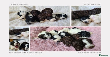 Cockapoo dogs - Advert 4