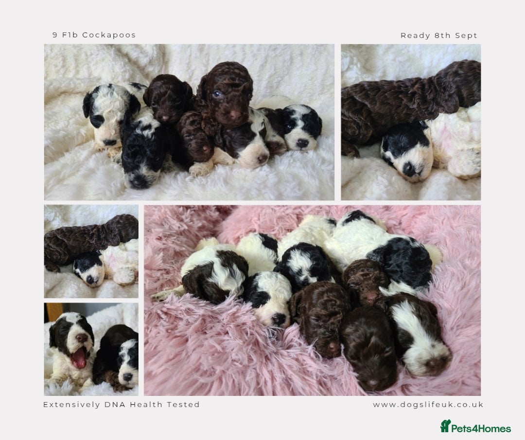 Cockapoo dogs for sale: F1b Toy Cockapoos.Roan & Chocolate.Health Tested. - Image 2