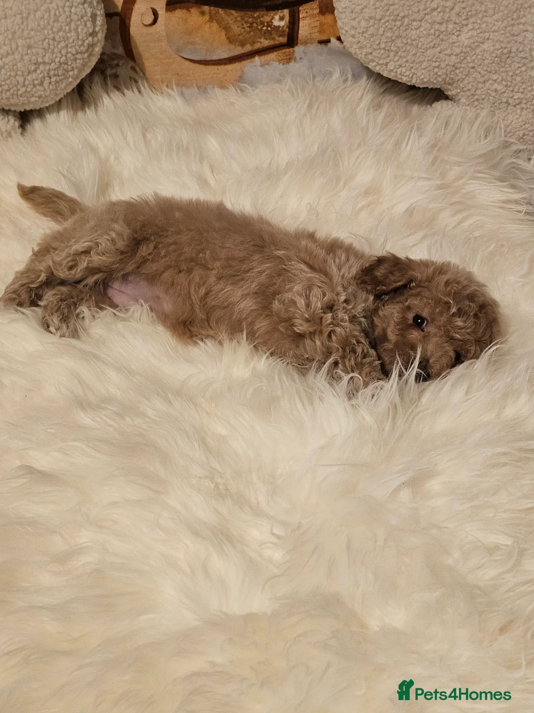 Maltipoo dogs for sale: 🐶 Beautiful Apricot Maltipoo Puppies for Sale 🐶 - Advert 10
