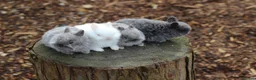 Netherland Dwarf rabbits for sale: Beautiful Netherland Dwarf Baby Rabbits  - Advert 2