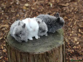 Netherland Dwarf rabbits Beautiful Netherland Dwarf Baby Rabbits - Advert 5