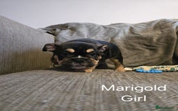 Mixed Breed dogs for sale: Tri English bulldog French mix (frenglish) - Image 9