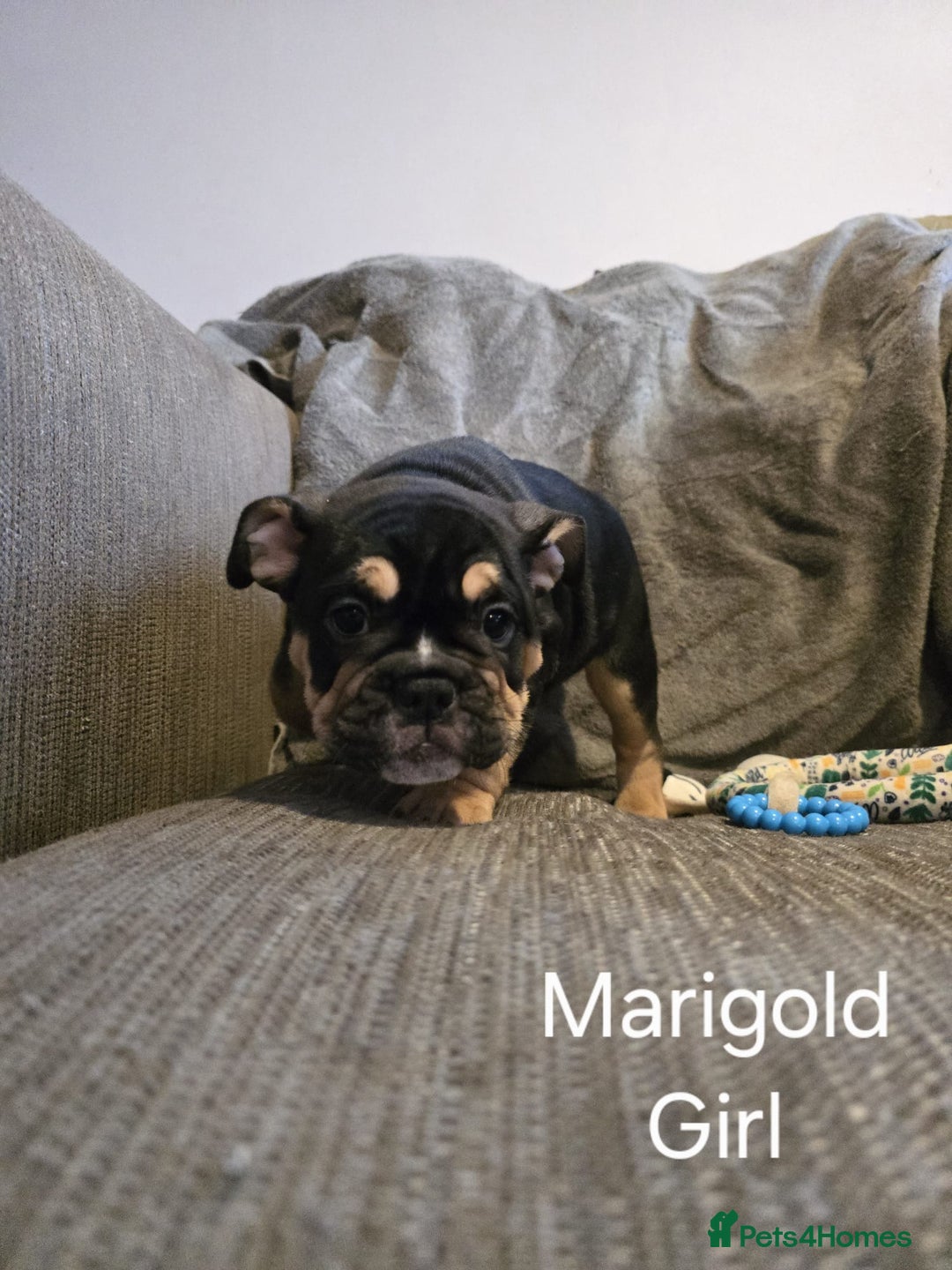 Mixed Breed dogs for sale: Tri English bulldog French mix (frenglish) - Image 9
