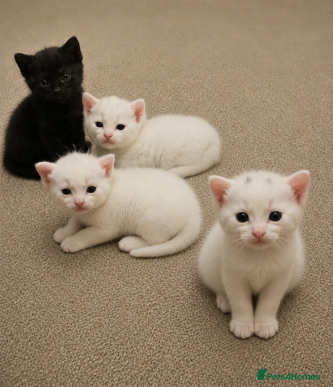 Mixed Breed cats for sale: Mixed breed domestic kittens - Advert 1