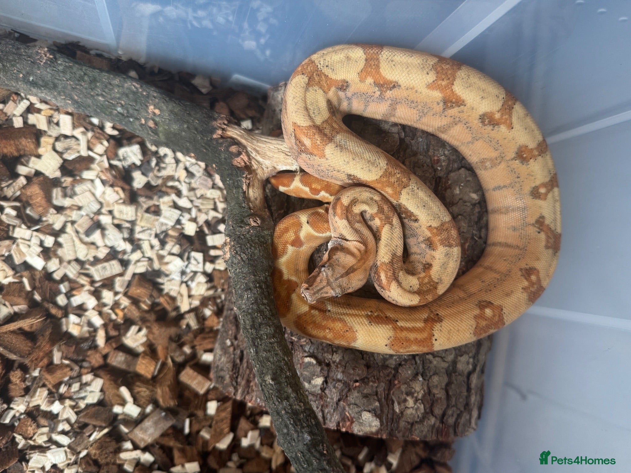 Boa Snake reptiles Hypo het VPI female 2025 - Advert 11