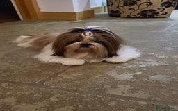 Shih Tzu dogs for stud: Proven Stud dog - Image 5
