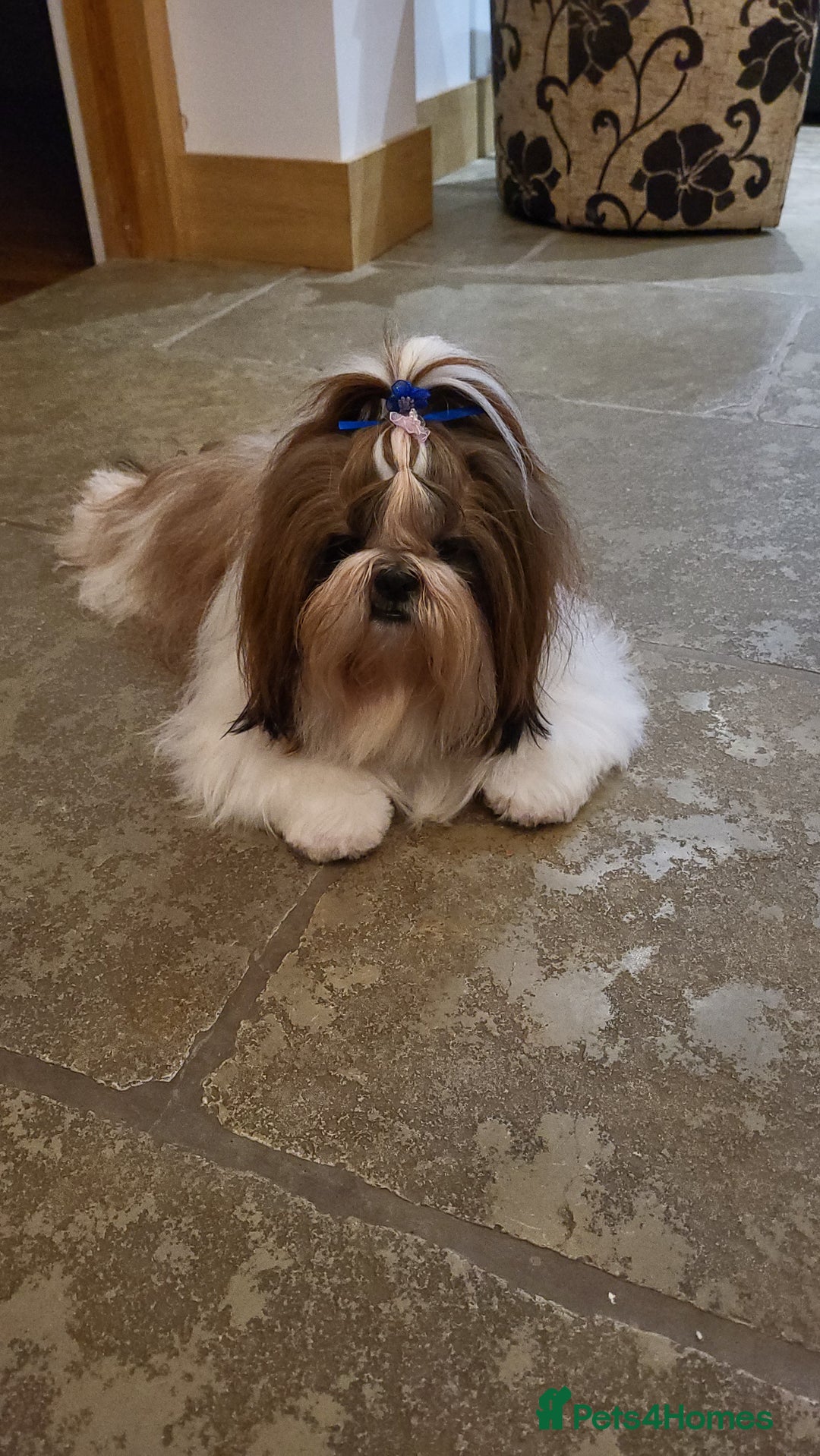 Shih Tzu dogs for stud: Proven Stud dog - Image 5