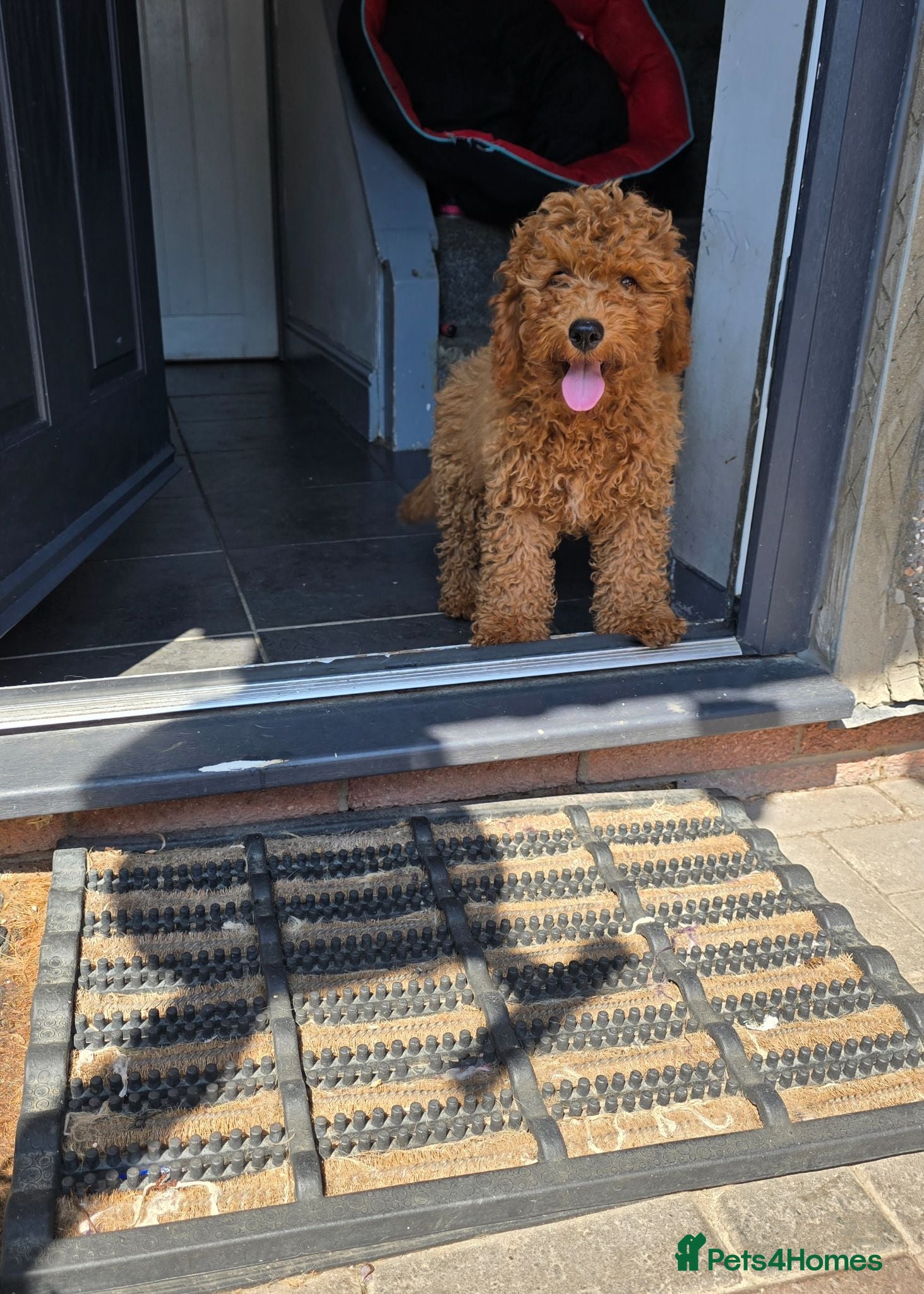 Cavapoo dogs LAST BOY cavapoo pup ready to leave  - Advert 1