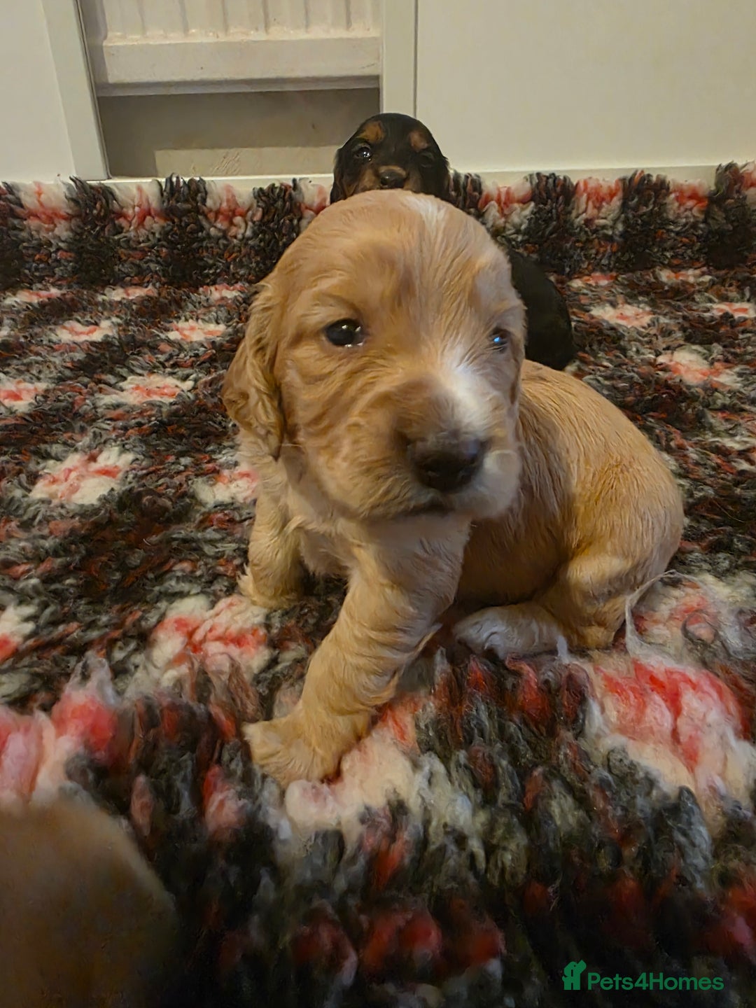 Cocker Spaniel dogs for sale: Working Cocker Spaniel Puppies - Image 12