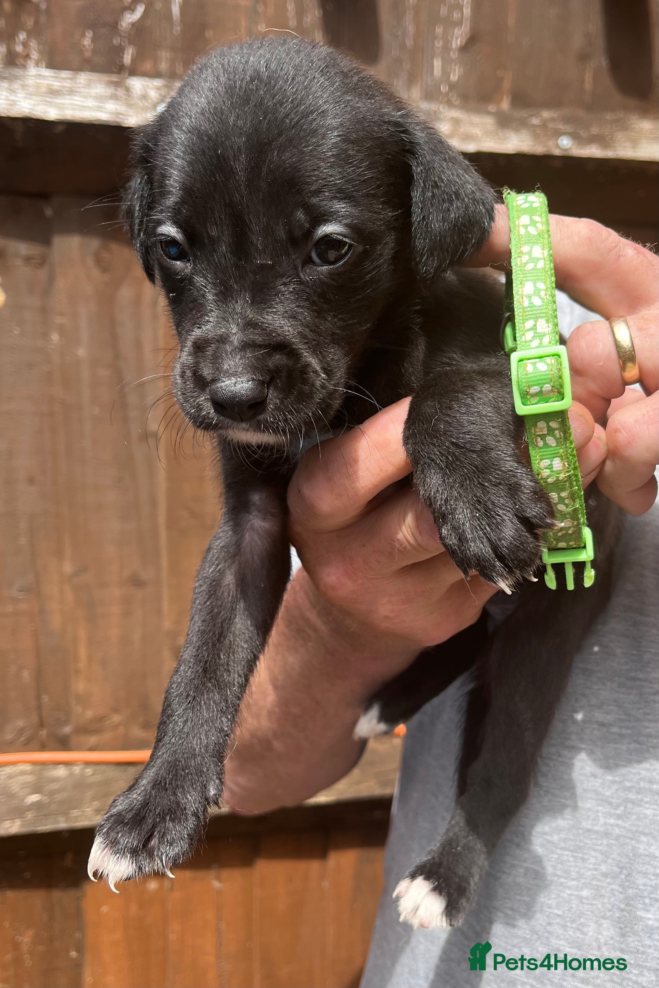 Mixed Breed dogs Beautiful Bullador puppies  - Advert 2