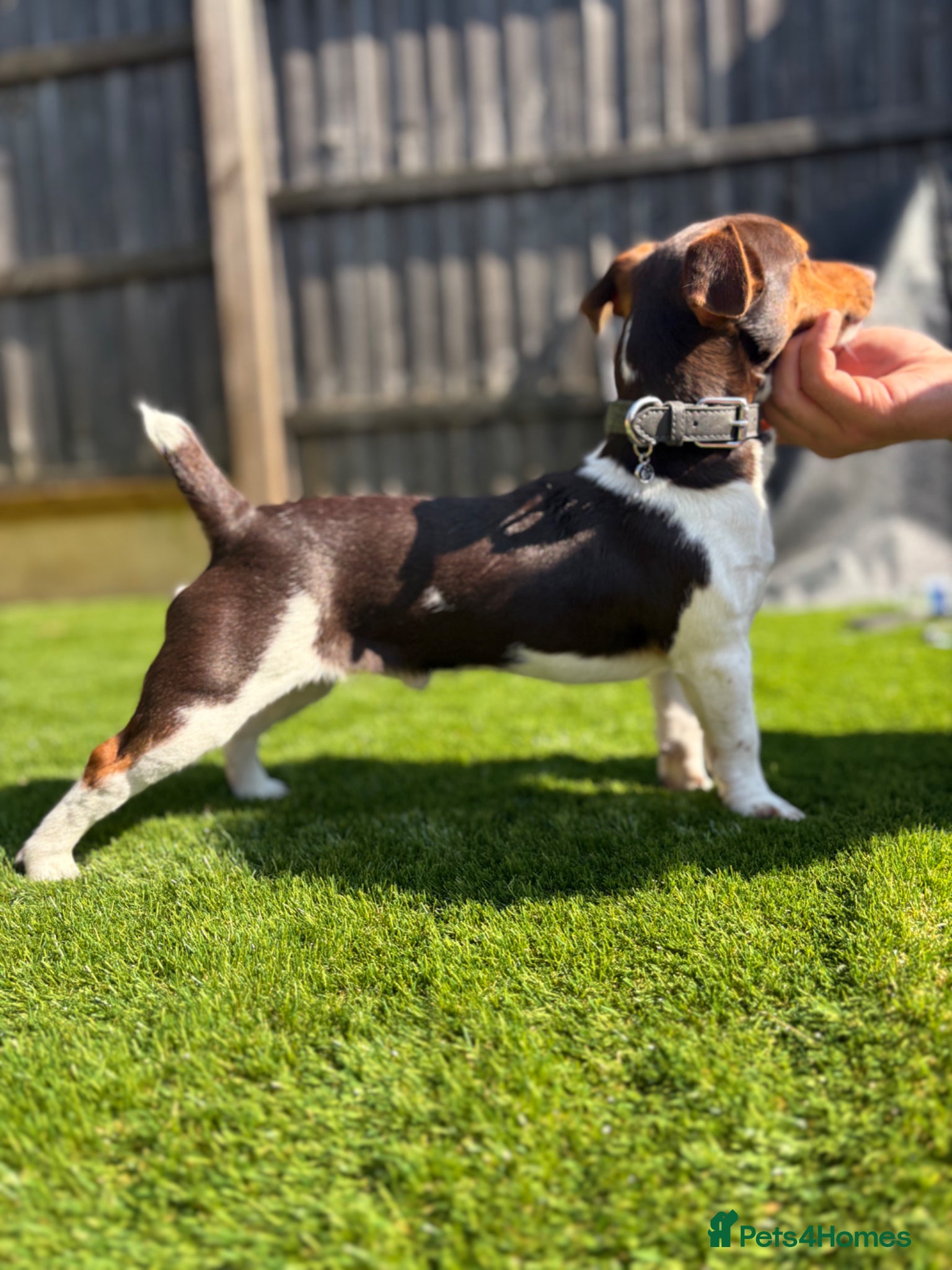 Jack Russell dogs for stud: Jack Russell active KC registered stud - Advert 4