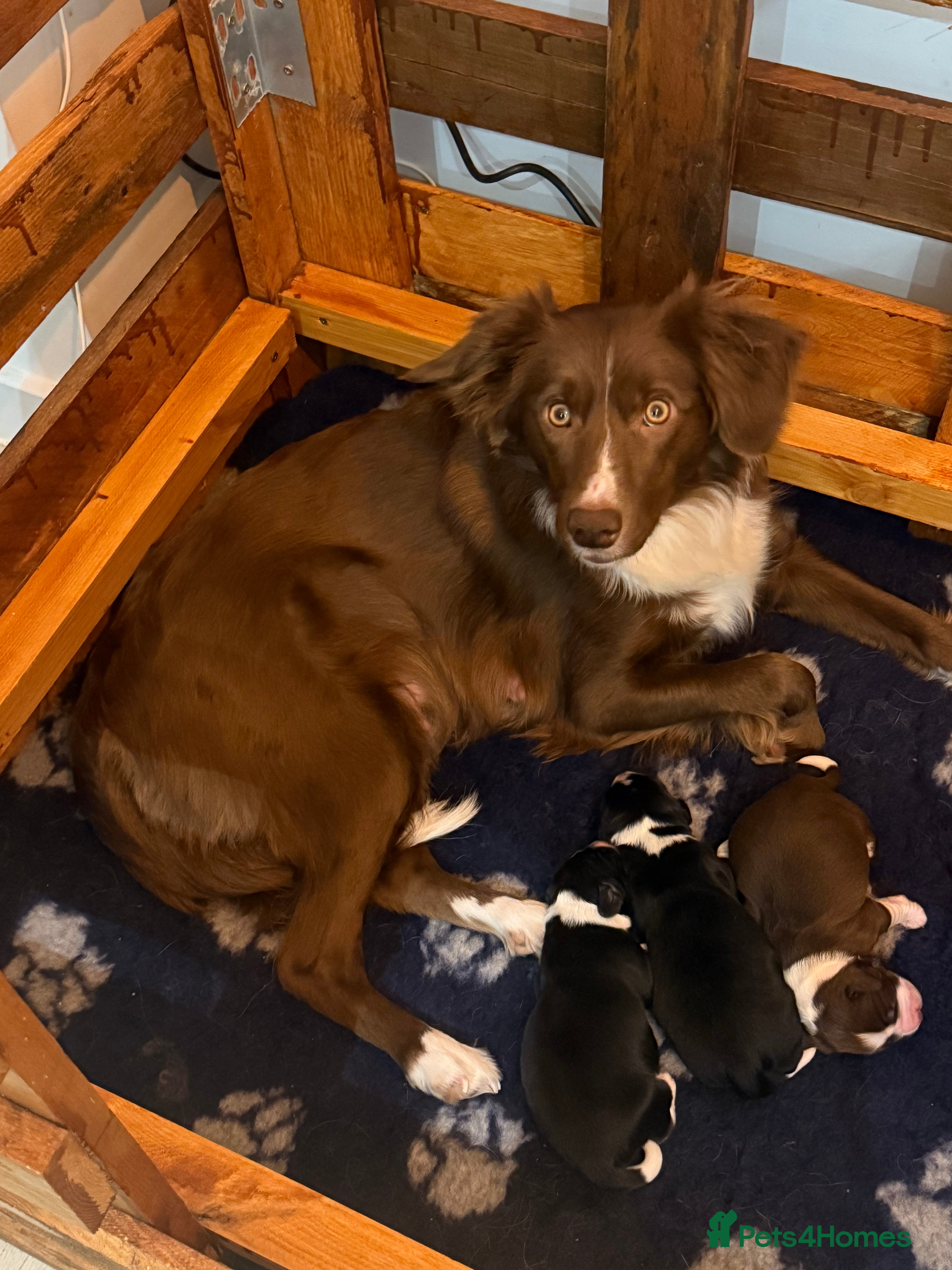 Mixed Breed dogs Beautiful puppies Sprollie x Cocker Spaniel  - Advert 14