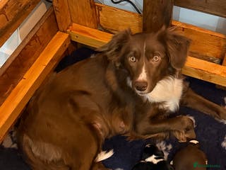 Mixed Breed dogs Beautiful puppies Sprollie x Cocker Spaniel - Advert 14