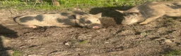 Pig livestock for sale: 3x Juliana pigs available for rehoming - Advert 1