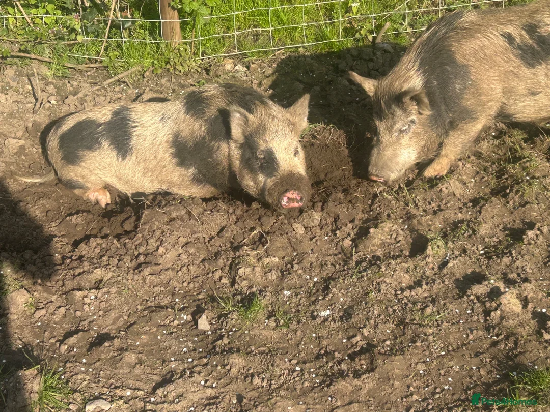 Pig livestock for sale: 3x Juliana pigs available for rehoming - Advert 1