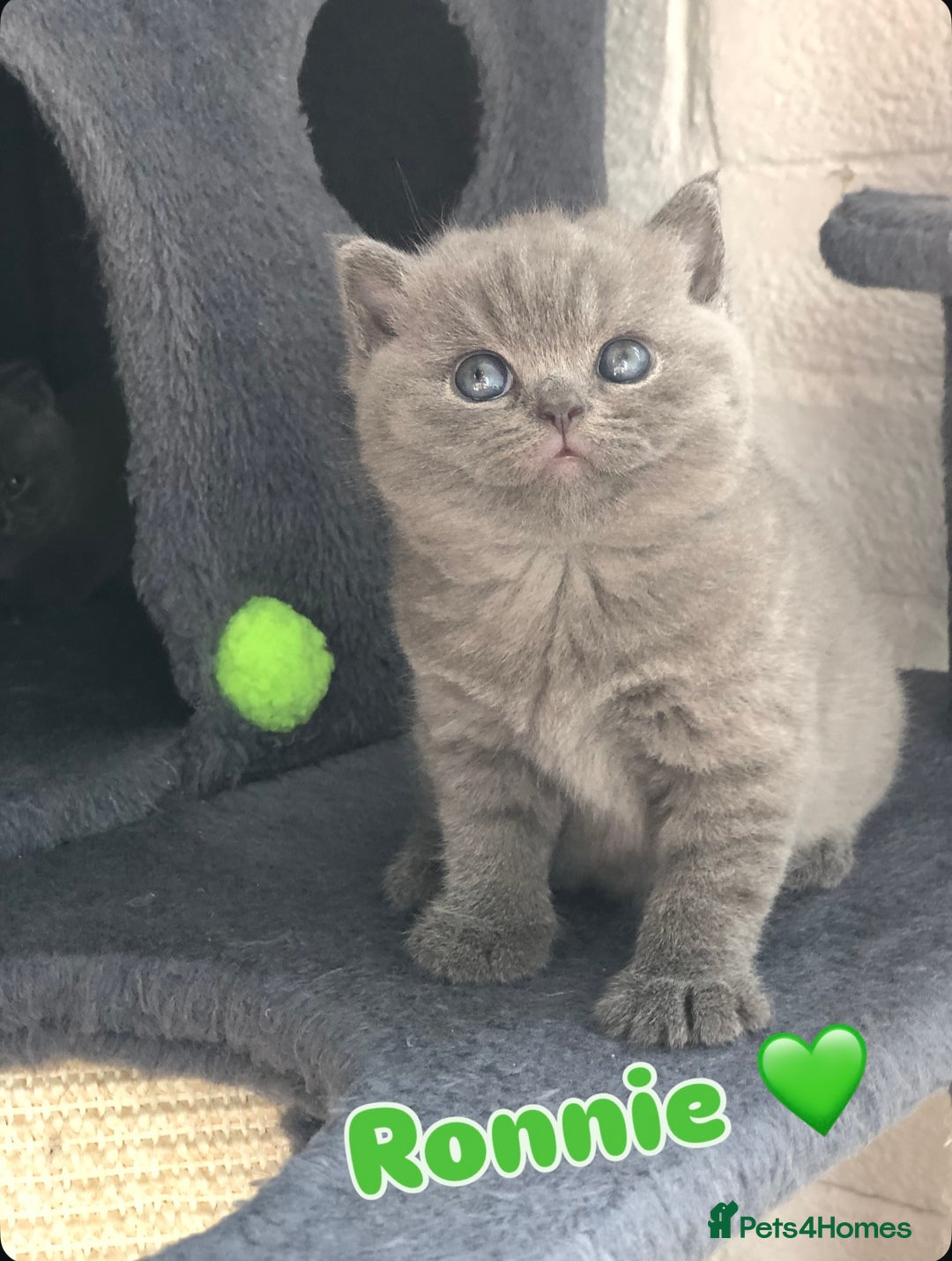 British Shorthair cats for sale: GCCF British shorthair kittens for Sale - Image 7