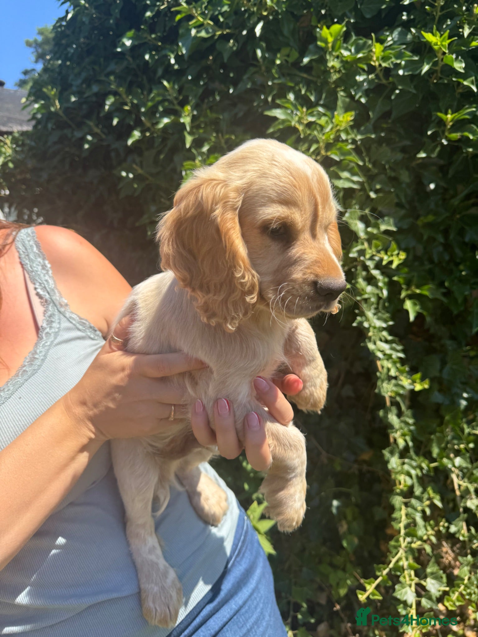 Cocker Spaniel dogs 2 Beautiful Working Cocker Spaniel Boys - Advert 1
