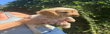 Cocker Spaniel 1