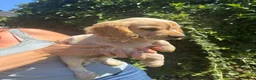 Cocker Spaniel dogs for sale: 2 Beautiful Working Cocker Spaniel Boys - Advert 1