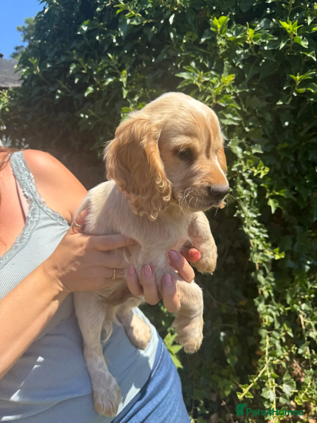 Cocker Spaniel dogs for sale: 2 Beautiful Working Cocker Spaniel Boys - Advert 1