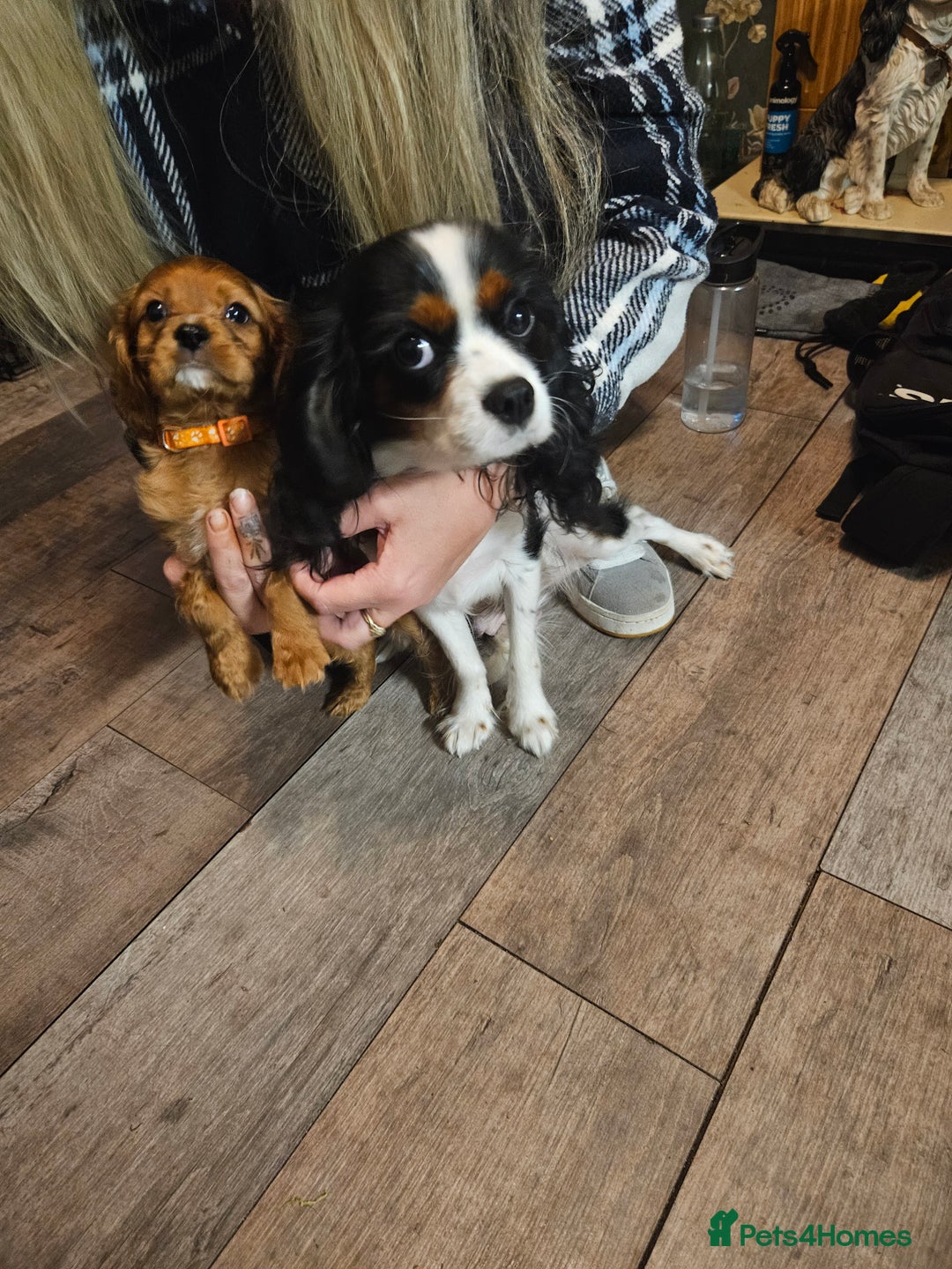 Cavalier King Charles Spaniel dogs for sale: Cavalier - Advert 3