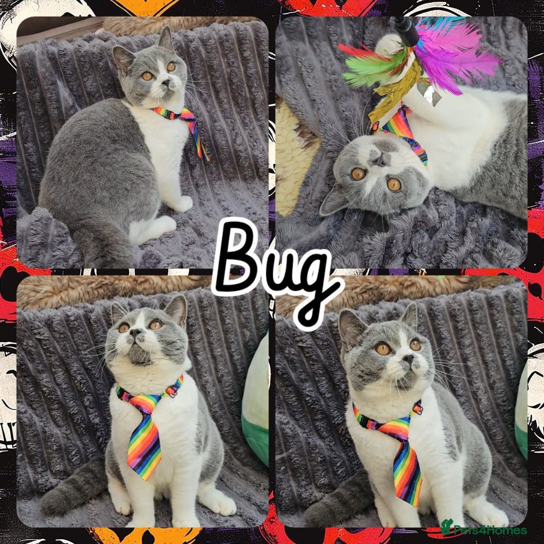 British Shorthair cats for sale: 2 chunky pedigree bsh male kittens - Advert 12